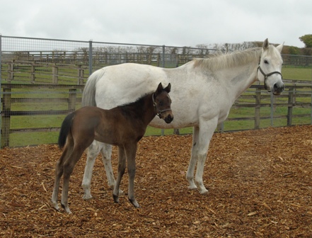 2020 colt by Tasleet